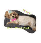うちのララちゃんversion3（個別スタンプ：30）