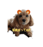 うちのララちゃんversion3（個別スタンプ：33）