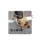 うちのララちゃんversion3（個別スタンプ：34）