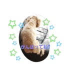 うちのララちゃんversion3（個別スタンプ：36）