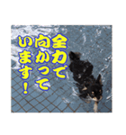 チワワのモモとスマ（使いやすい日常会話）（個別スタンプ：14）