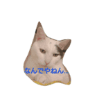 にゃんこっす（個別スタンプ：1）