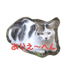 にゃんこっす（個別スタンプ：6）
