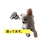 kotetsuなスタンプ。（個別スタンプ：15）