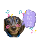 ☆ミニチュアダックス 幸くんのスタンプ☆（個別スタンプ：5）
