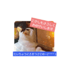 つくしとごんのお正月（個別スタンプ：6）