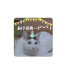 つくしとごんのお正月（個別スタンプ：7）