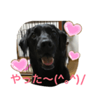 ラブラドール＊ひな5（個別スタンプ：10）