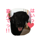 ラブラドール＊ひな5（個別スタンプ：11）