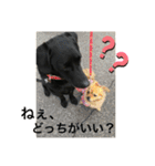 ラブラドール＊ひな5（個別スタンプ：12）