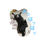 ラブラドール＊ひな5（個別スタンプ：13）