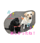 ラブラドール＊ひな5（個別スタンプ：15）