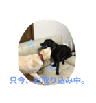 ラブラドール＊ひな5（個別スタンプ：16）