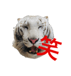 ＊お気に入り動物園の愛すべきアニマル達＊（個別スタンプ：1）