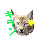 ＊お気に入り動物園の愛すべきアニマル達＊（個別スタンプ：3）