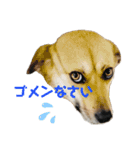 ＊お気に入り動物園の愛すべきアニマル達＊（個別スタンプ：4）