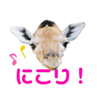 ＊お気に入り動物園の愛すべきアニマル達＊（個別スタンプ：6）