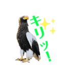 ＊お気に入り動物園の愛すべきアニマル達＊（個別スタンプ：10）