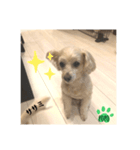 LEE POPO2（個別スタンプ：1）