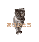 merci's family ♡（個別スタンプ：2）