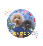 トイプードルの柚子と杏子♡part2（個別スタンプ：1）