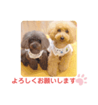 トイプードルの柚子と杏子♡part2（個別スタンプ：2）