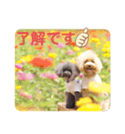 トイプードルの柚子と杏子♡part2（個別スタンプ：3）