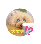 トイプードルの柚子と杏子♡part2（個別スタンプ：7）