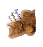 茶トラ猫カンテ①（個別スタンプ：1）