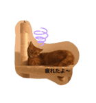 茶トラ猫カンテ①（個別スタンプ：2）