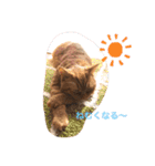 茶トラ猫カンテ①（個別スタンプ：4）