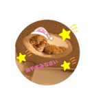 茶トラ猫カンテ①（個別スタンプ：6）