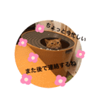 茶トラ猫カンテ①（個別スタンプ：12）