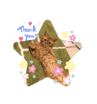 茶トラ猫カンテ①（個別スタンプ：13）