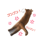 茶トラ猫カンテ①（個別スタンプ：15）