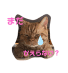 茶トラ猫カンテ①（個別スタンプ：23）