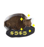 茶トラ猫カンテ①（個別スタンプ：24）
