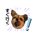 ここここここここここ（個別スタンプ：11）