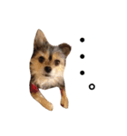 ここここここここここ（個別スタンプ：12）