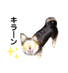 ここここここここここ（個別スタンプ：20）