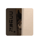 ここここここここここ（個別スタンプ：21）
