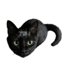 黒猫にゃん太くん（個別スタンプ：3）