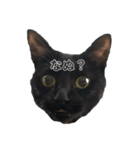 黒猫にゃん太くん（個別スタンプ：7）