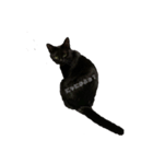 黒猫にゃん太くん（個別スタンプ：8）