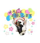 ☆フレブル小梅のスタンプ☆（個別スタンプ：3）