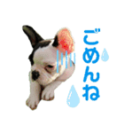 ☆フレブル小梅のスタンプ☆（個別スタンプ：5）