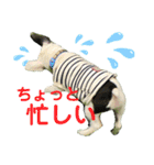 ☆フレブル小梅のスタンプ☆（個別スタンプ：10）