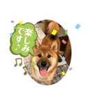 柴犬  豆之進 日常スタンプ★【関西弁】（個別スタンプ：1）