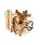 柴犬  豆之進 日常スタンプ★【関西弁】（個別スタンプ：2）