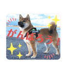 柴犬  豆之進 日常スタンプ★【関西弁】（個別スタンプ：3）